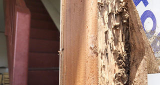 苔（コケ）やカビが発生している