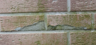 苔（コケ）やカビが発生している