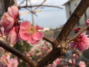 徳島市しだれ梅