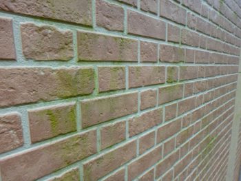 徳島 塗装 中山コーティング 塗り替え 苔