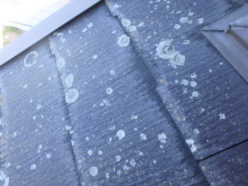 徳島 中山コーティング ダイヤカレイド 屋根 苔