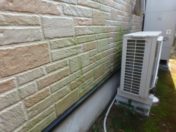 徳島市　苔　被害