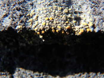 屋根 苔 塗装 徳島