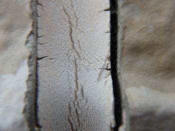 シーリング　徳島　鳴門