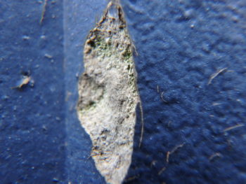 外壁塗装　徳島