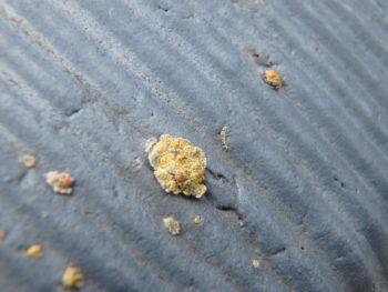 施工前　屋根　劣化　苔　徳島県