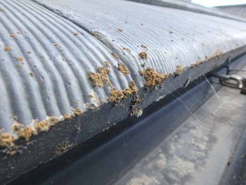 徳島県　撫養町　施工前　屋根　アップ