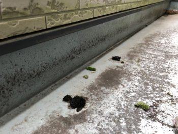 美馬市　外壁　塗り替え　リボール防水　ベランダ