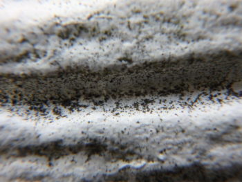 徳島 ASTEC 塗装 外壁 防カビ剤