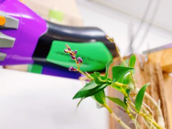 徳島市　花開花