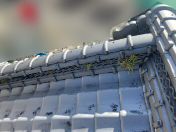 屋根　草　除去