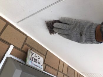 徳島　鳴門　付帯部　塗装　軒天井　シャッターＢＯＸ　水切り　