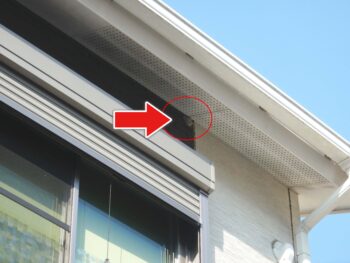 土の巣がありました。これはドロバチの巣です。