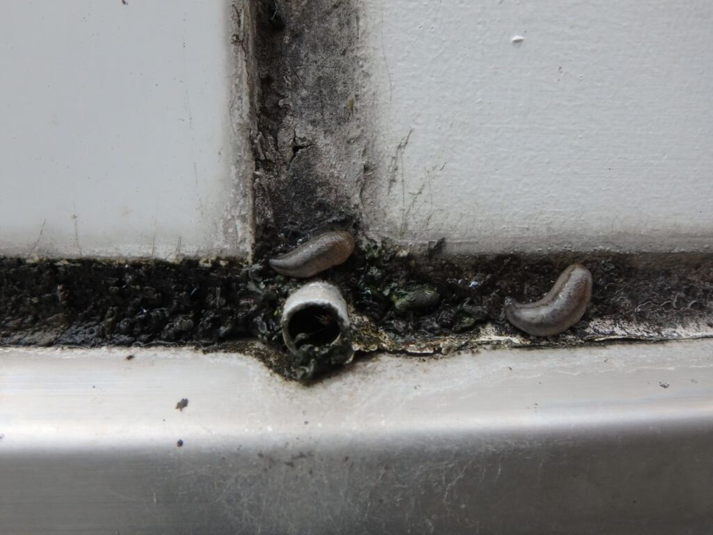 排水まわりに汚れや劣化が発生していました