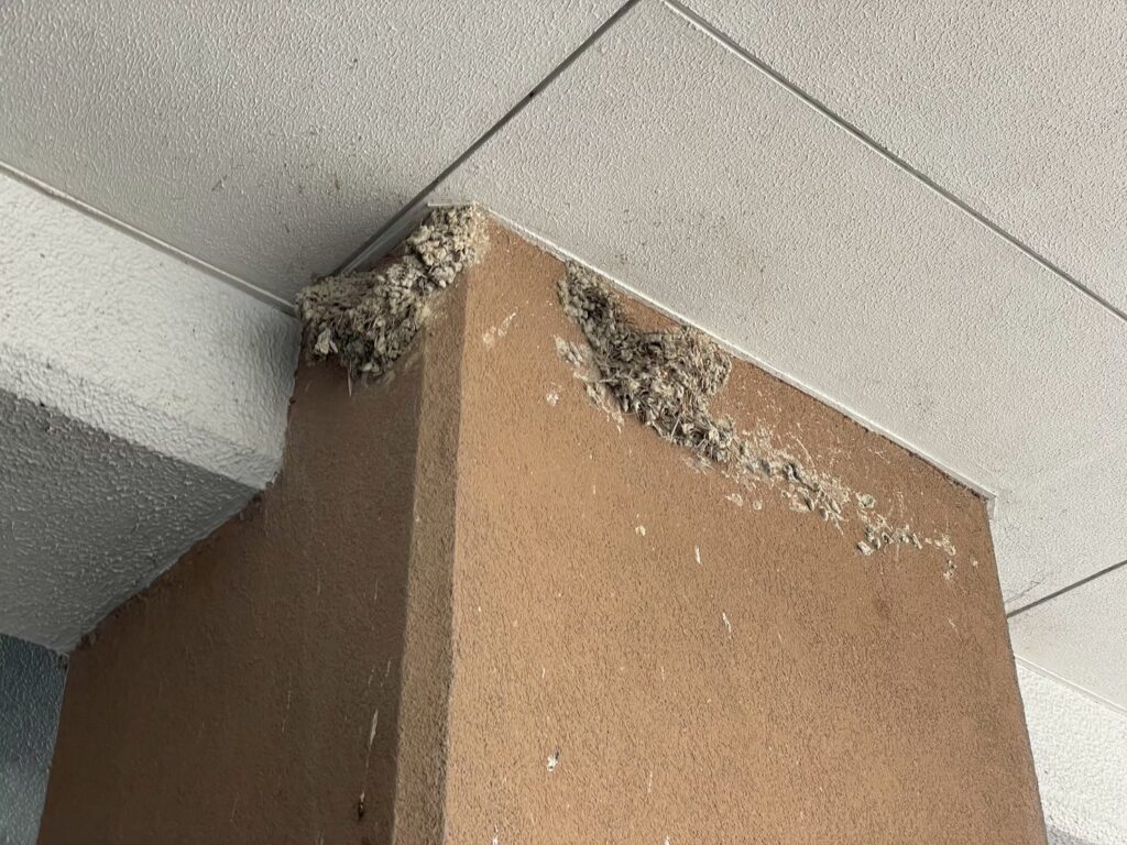 鳥類の巣の付着が確認できます
